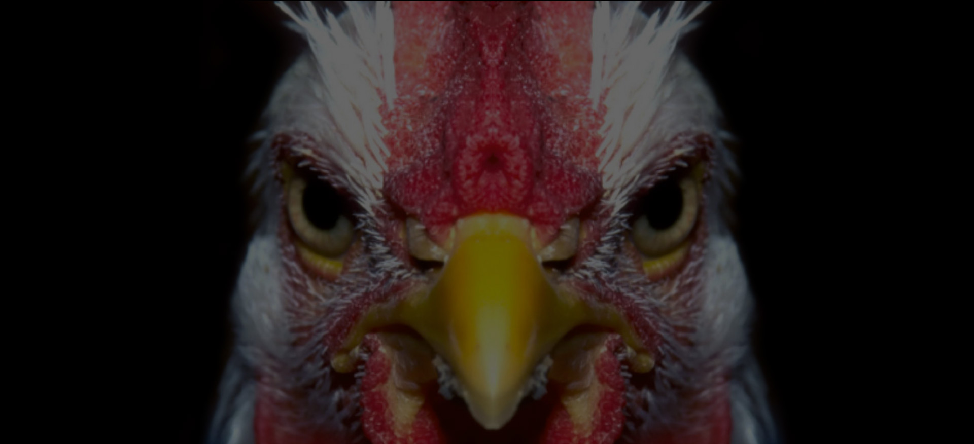 Почти разучились читать