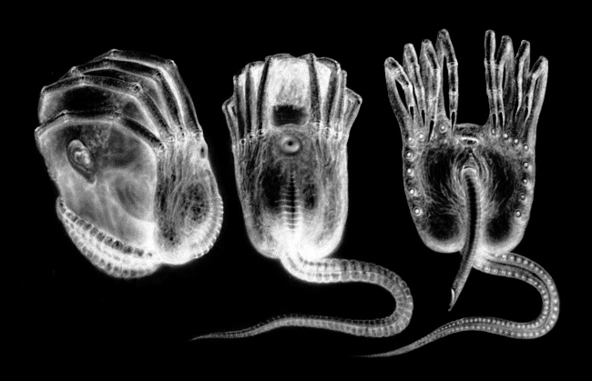 Гигер-чужой-facehugger